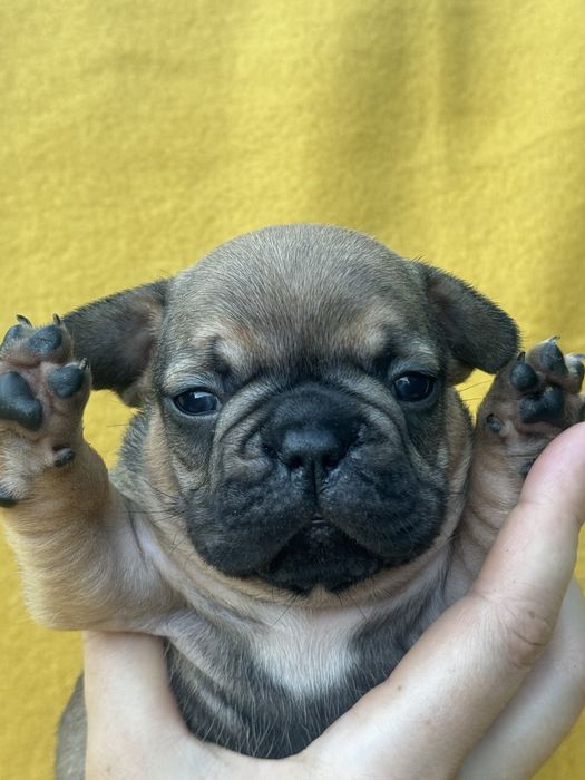 Малюки французи різних окрасів ! Є доставка за кордон та Україна