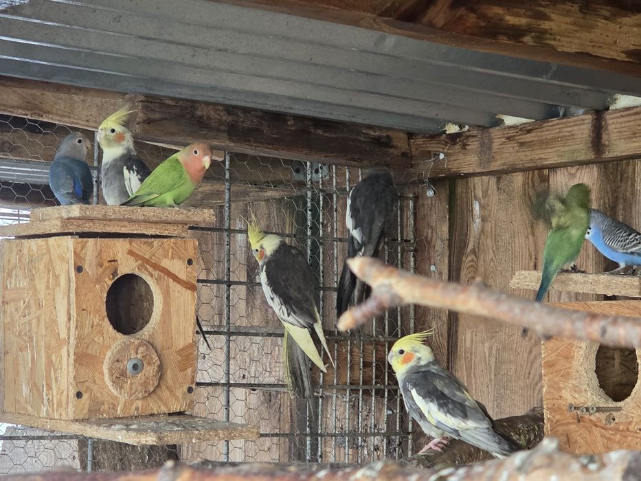 Sprzedam papugi nimfy