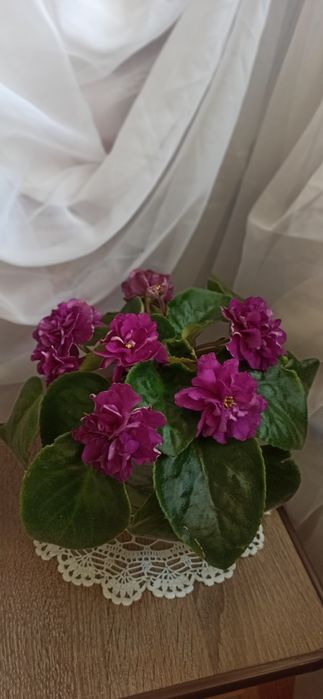 Свежесрезаный лист фиалки