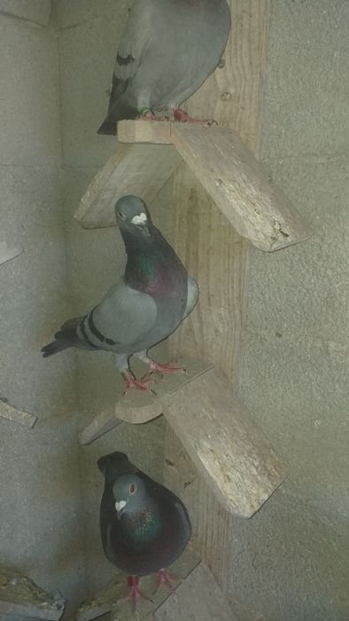 Pombos machos para cedencia