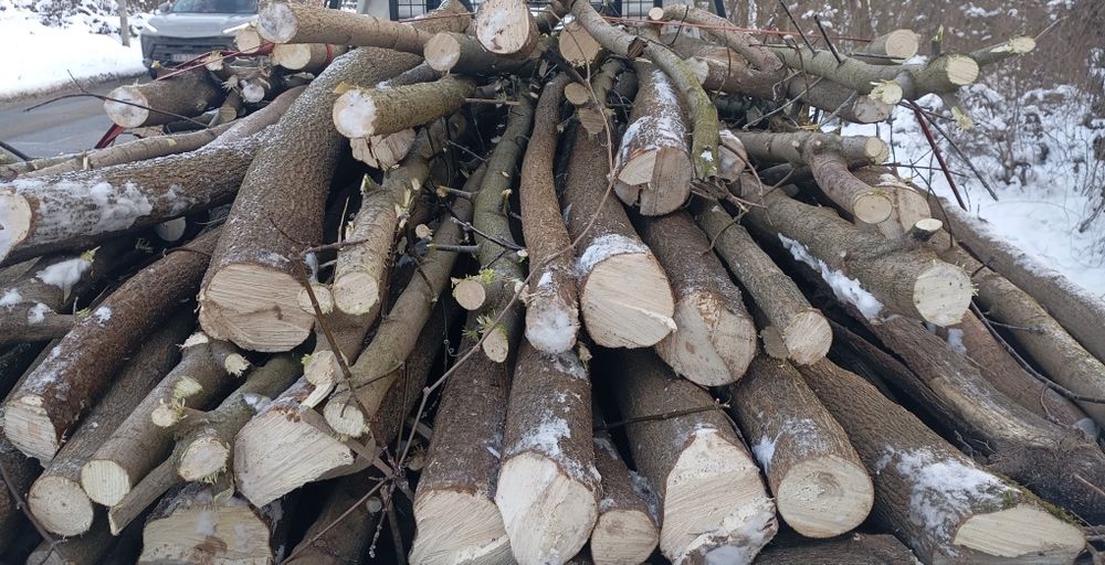 Drewno drzewo opałowe z transportem