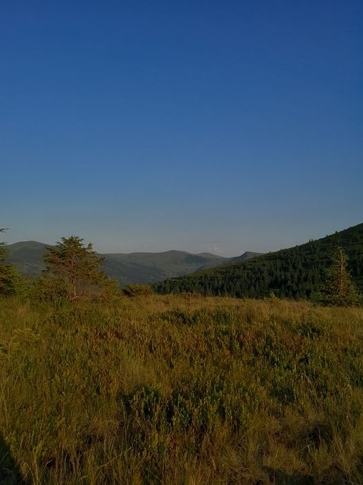 Ісландський мох з карпат