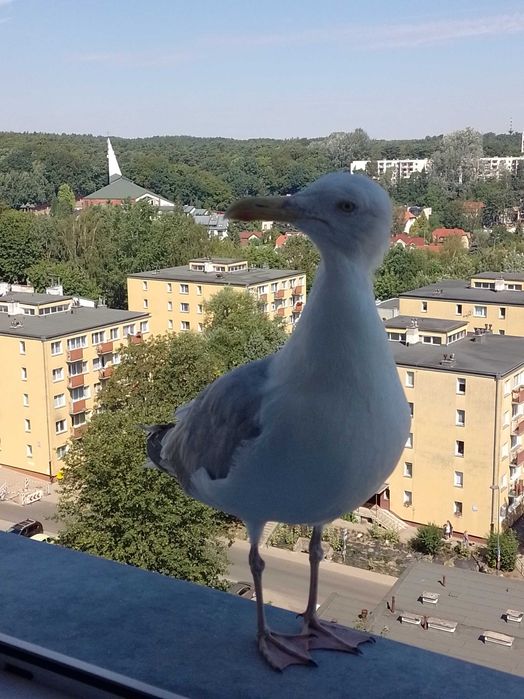 Sopot Mewa mieszkanie z widokiem na morze, apartament,
