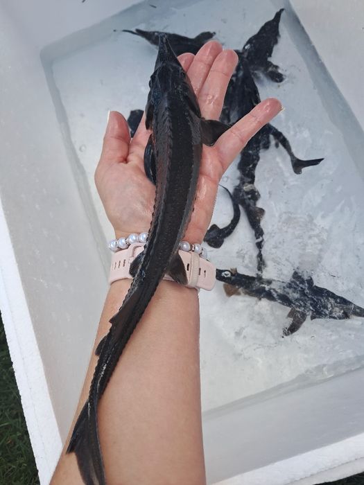 Lin narybek 13-18cm cm Dostępny! Karp, Amur, płoć