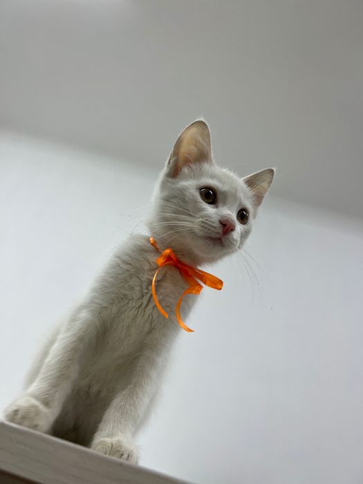 Віддамо кошеня у добрі руки