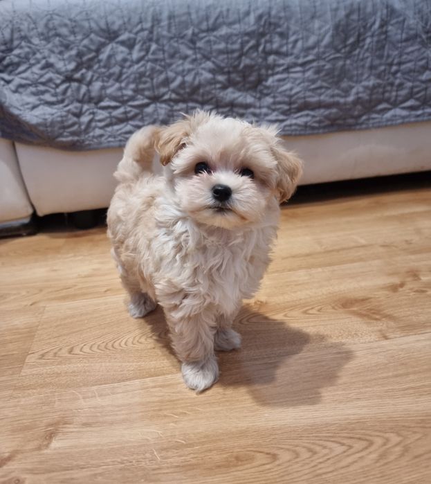 Maltipoo  piesek