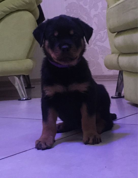 Щенки ротвейлера