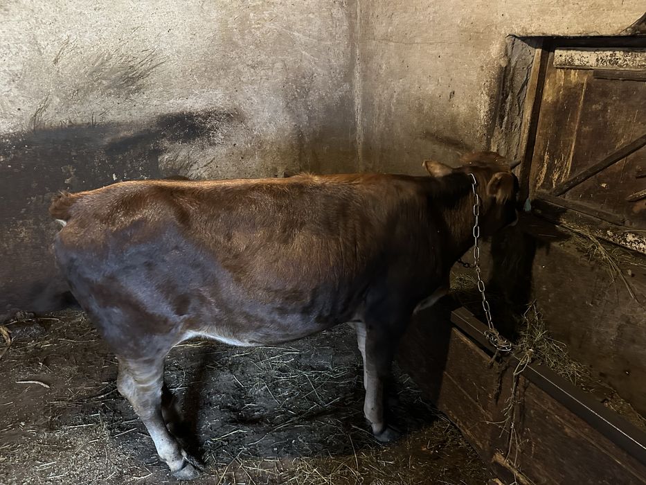 Телиця вісім місяців