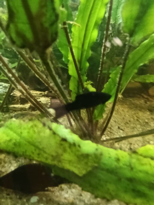 Glonojad rybka akwariowa złoty szary czarny 1-2 cm molinezja gupik