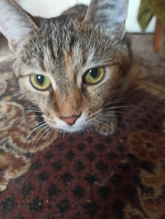 Віддам в добрі руки