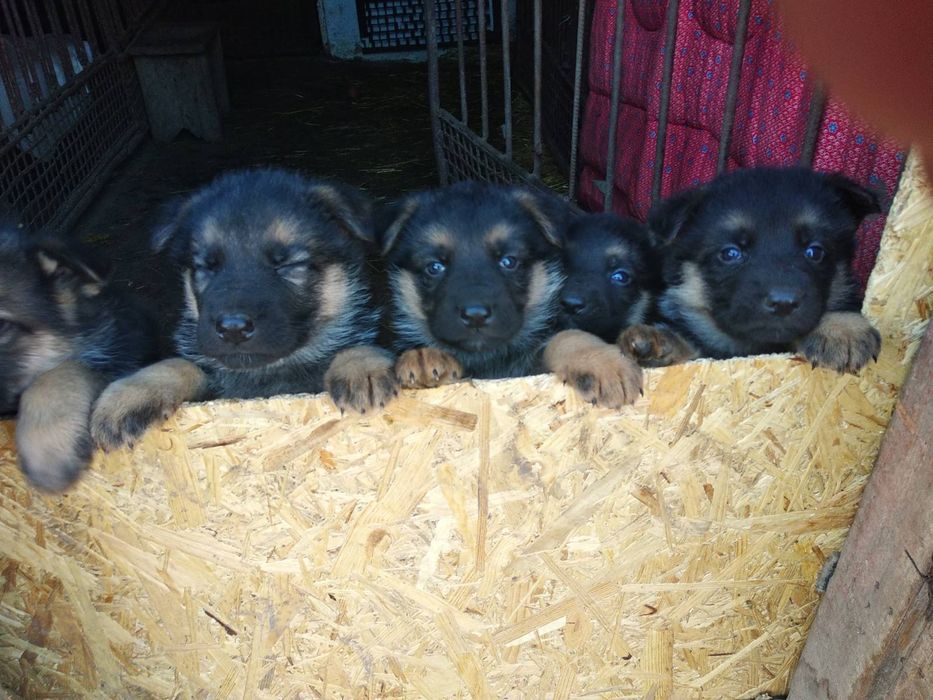Цуценята німецької вівчарки