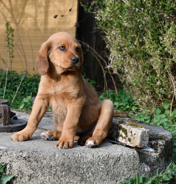 Szczeniaki do oddania