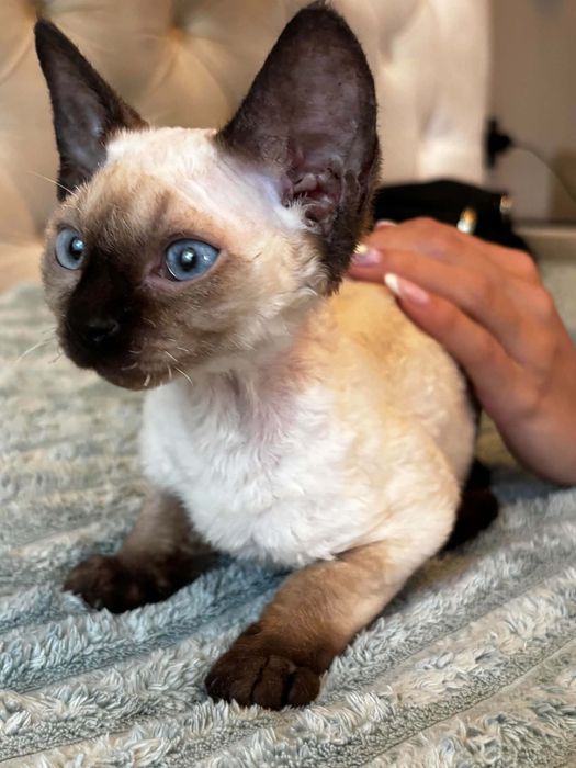 Devon Rex, kotka , rodowód FPL