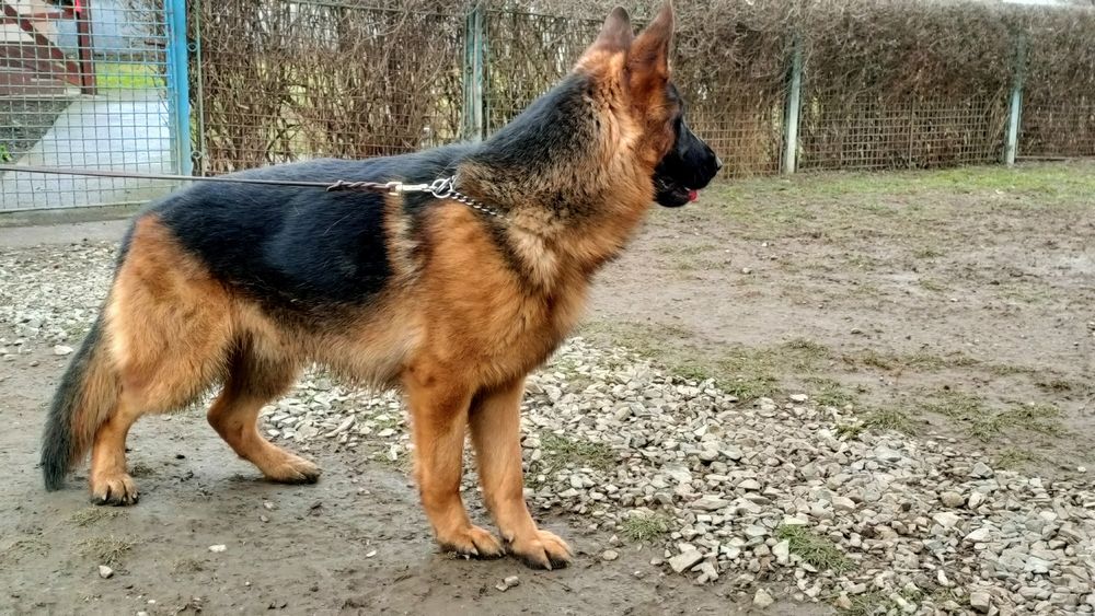 Кобель для розведення