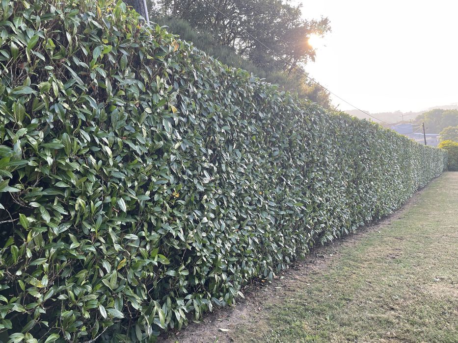 Serviço de Jardinagem