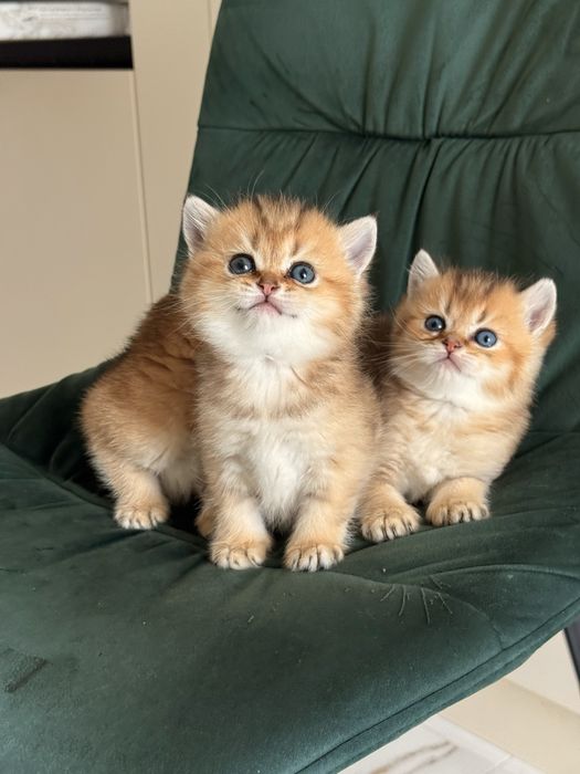 Скотіш Фолд! Шотландські вислоухі кошенята! Золоті  Шиншили
