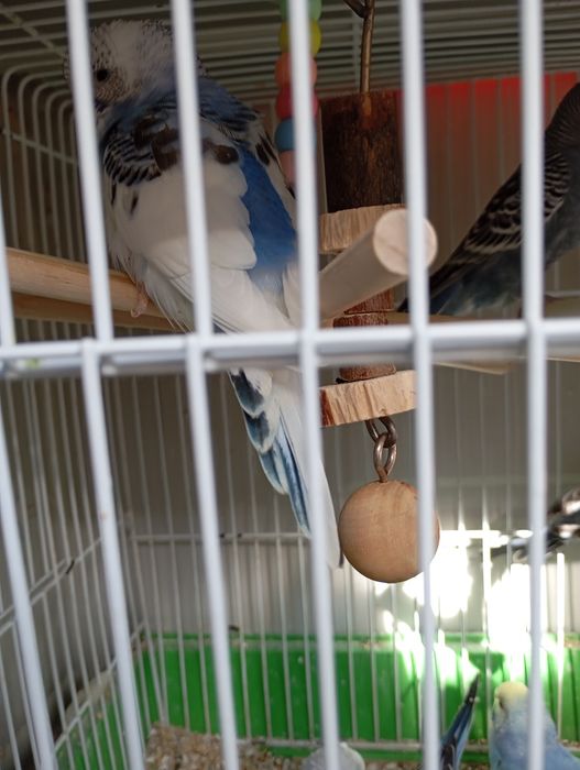 Periquitos Australianos 2025