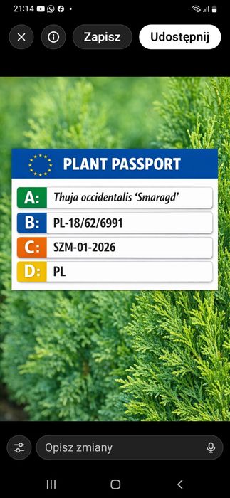 Tuja szmaragd sadzonki +-30cm