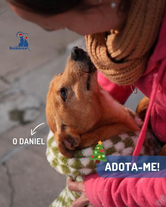 Daniel - cao de porte pequeno medio