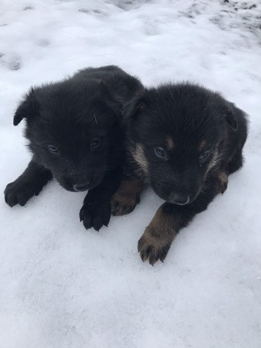 Німецька вівчарка