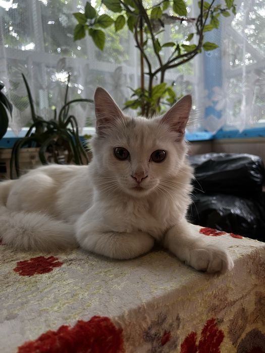 Котики
