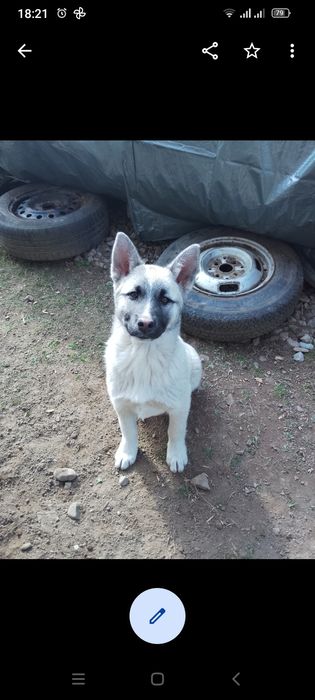 Цуценя безкоштовно