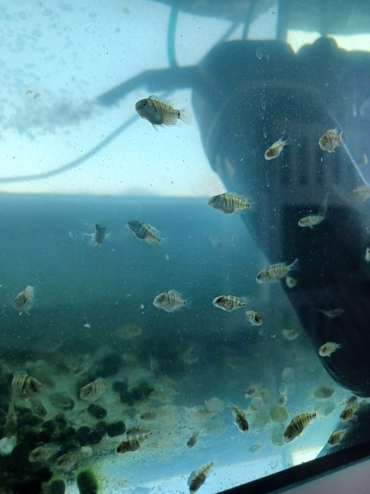 Młode pielegnice cutter