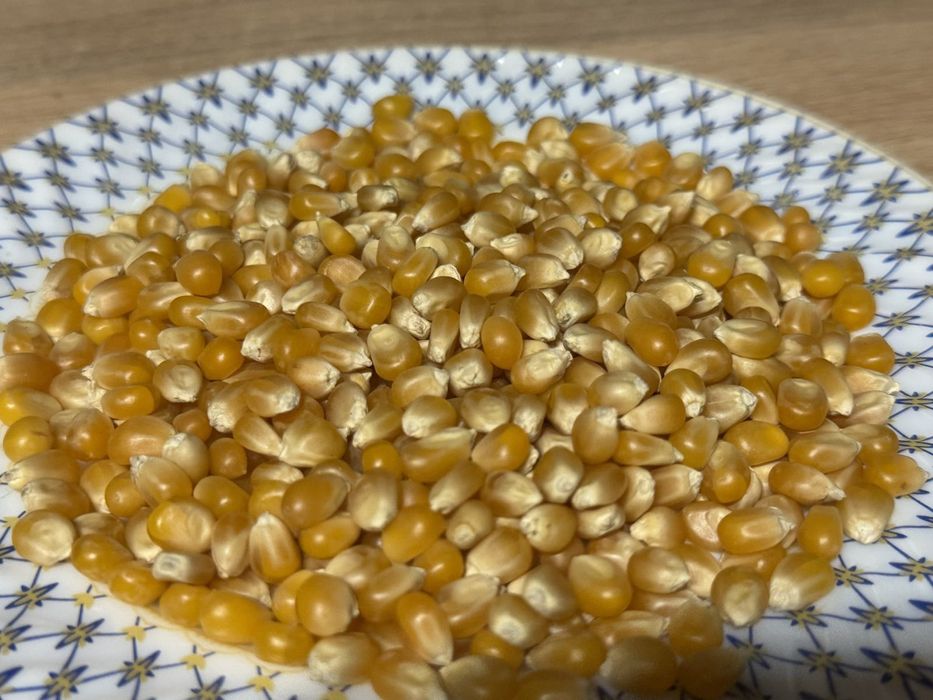 Семена /Насіння Премиум кукуруза для попкорна