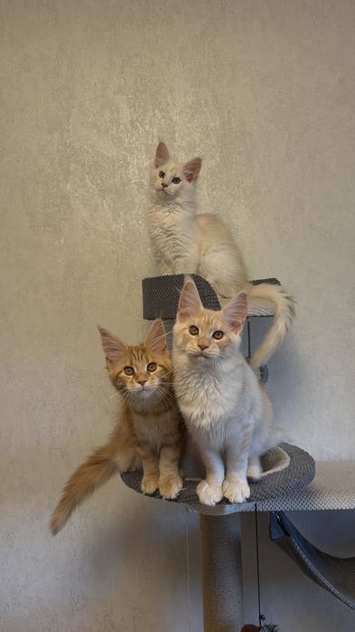 Кошенята Мейн Кун