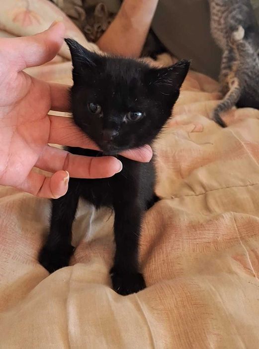 Gatos para adopção