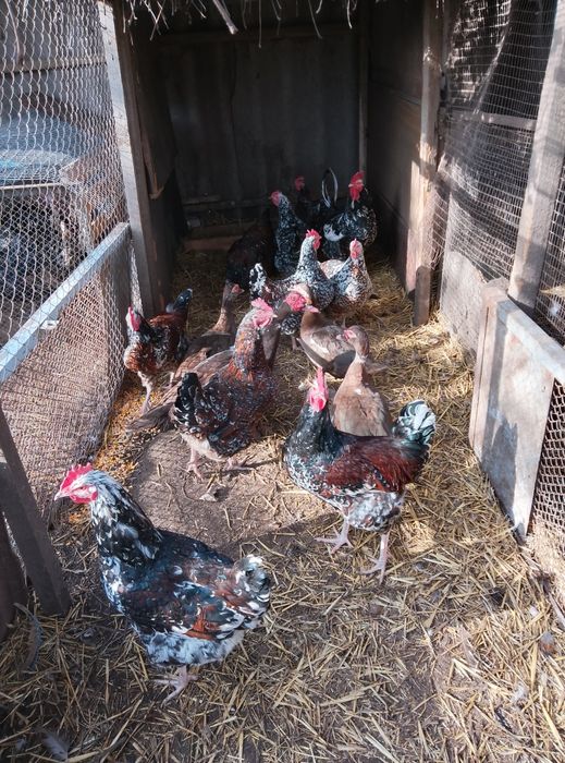 Кури,півні  брама віандот корольки.