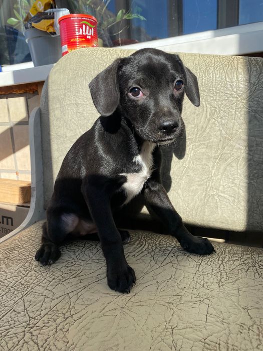 Собачка для дому