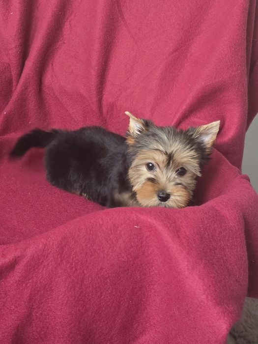 Suczka Yorkshire terrier