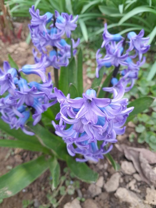 Піон рожевий та бордовий продам