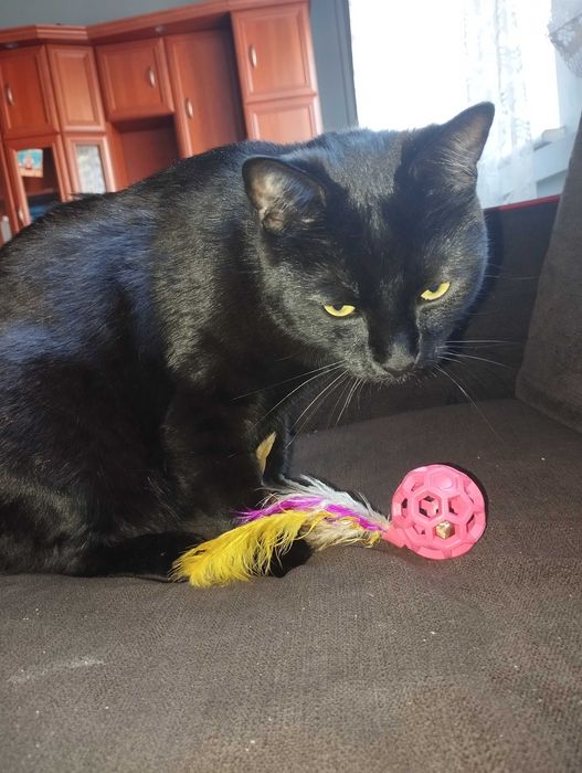 Za darmo kotek kocur