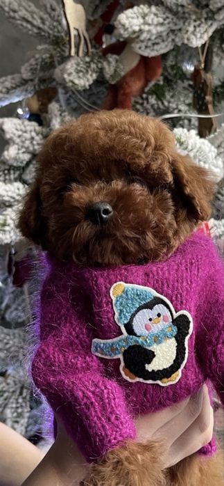 Дівчинка той пудель Китай