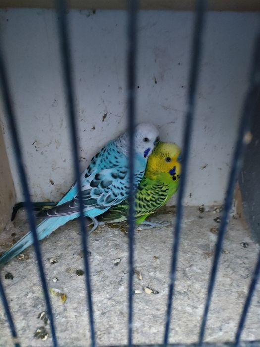 Papugi faliste ptaki