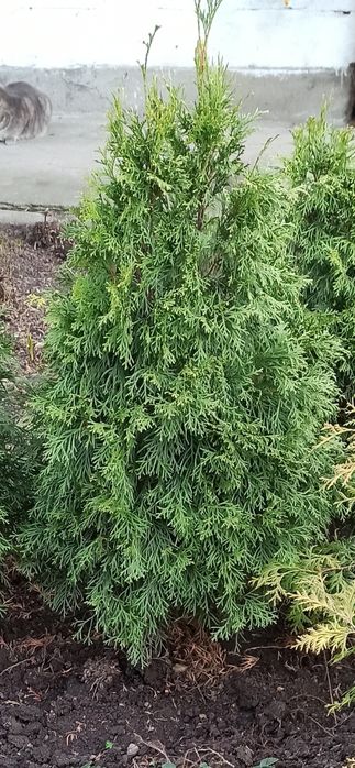 Продам туї. м Умань.