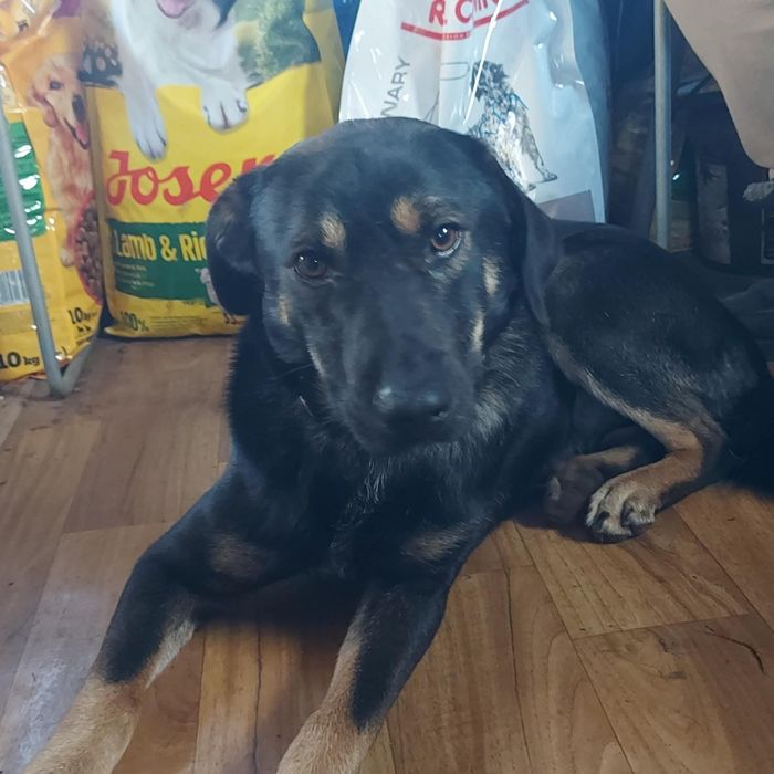 LEO - 1,5 roczny szuka domu!