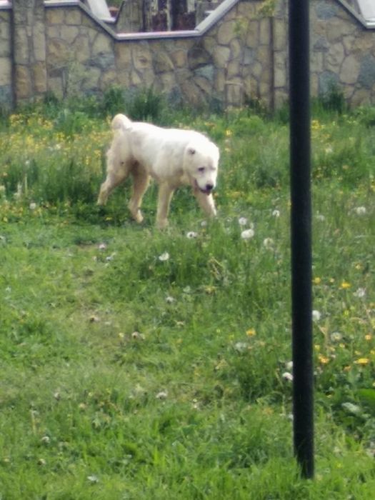 В'язка. Середньоазіатська вівчарка (Алабай). Деталі по тел.