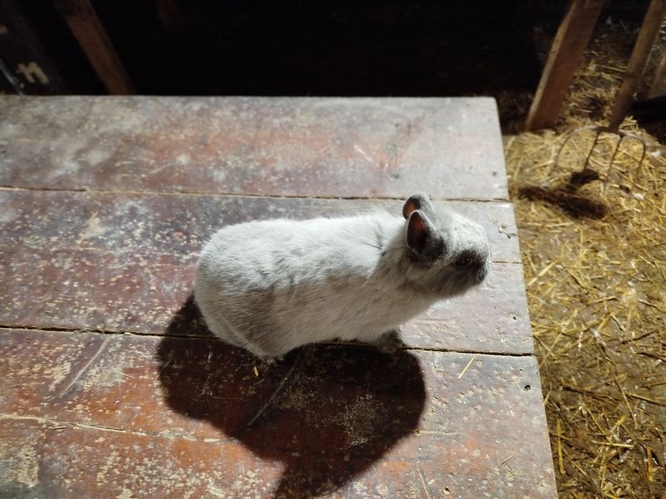 Sprzedam króliki różnej czystej rasy (opis)