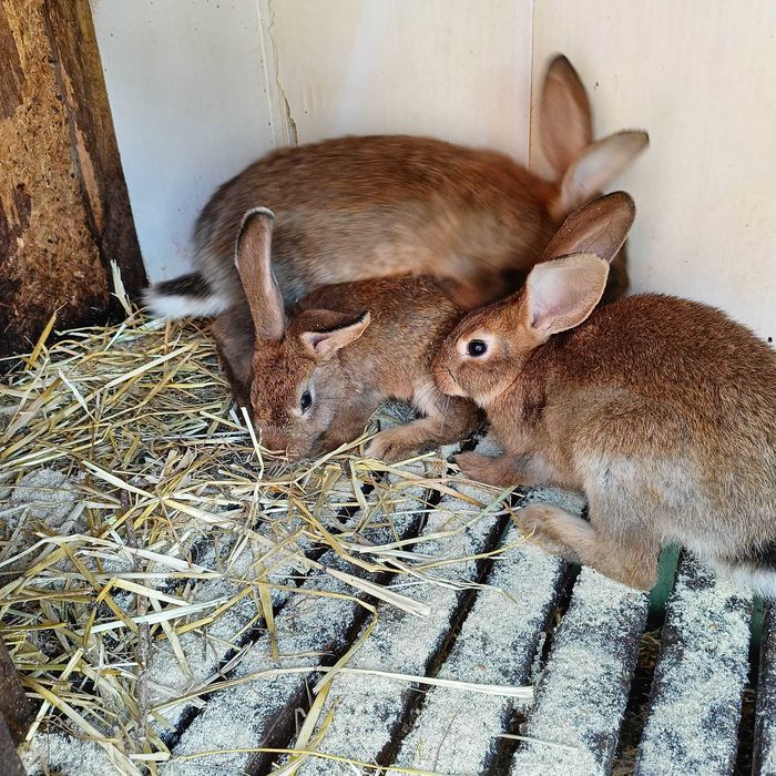 Кроленята 3 месяца