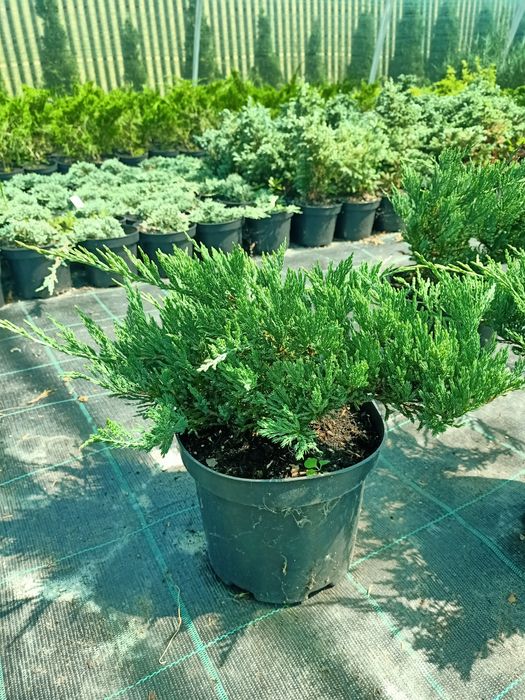 Ялівець горизонтальний Мінт Джулеп 'Mint Julep '  C1,5; P9