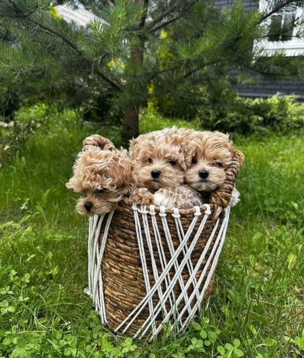 Шикарные мальтипу крохи