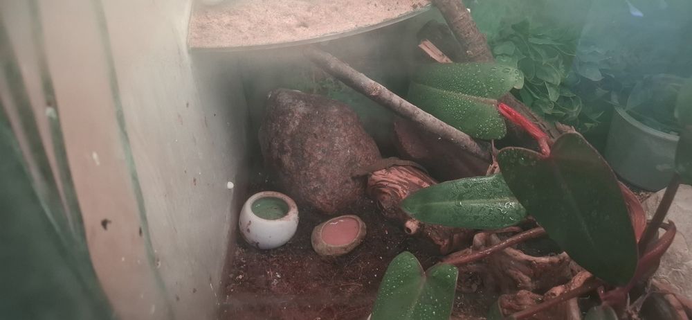Sprzedam terrarium!