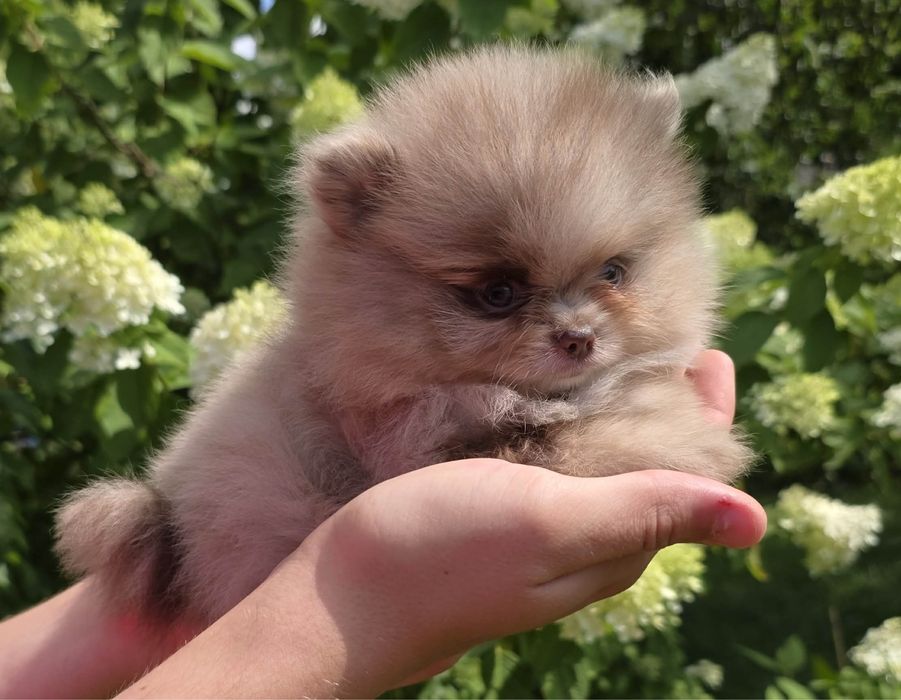 Zarezerwowany.Choco merle chłopiec