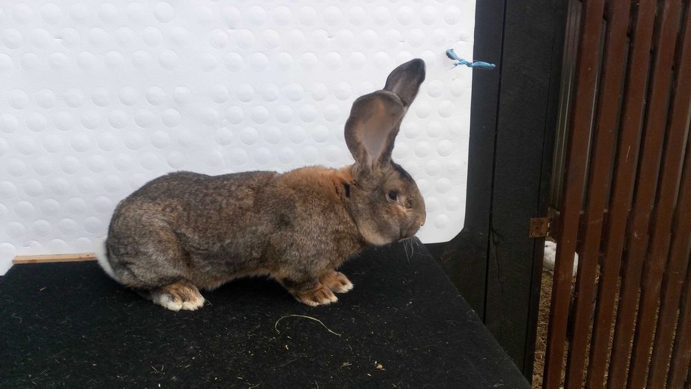 KROLIKI Belgijskie Sprzedam