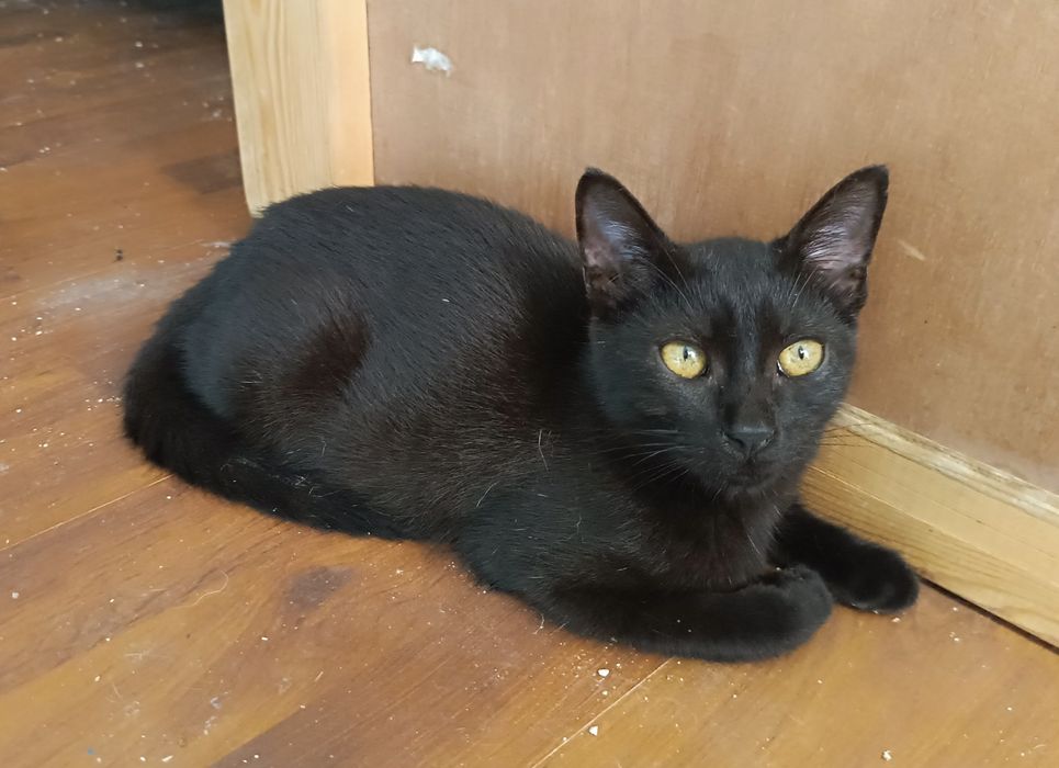 Gatinho macho, com 4 meses, para adoção.