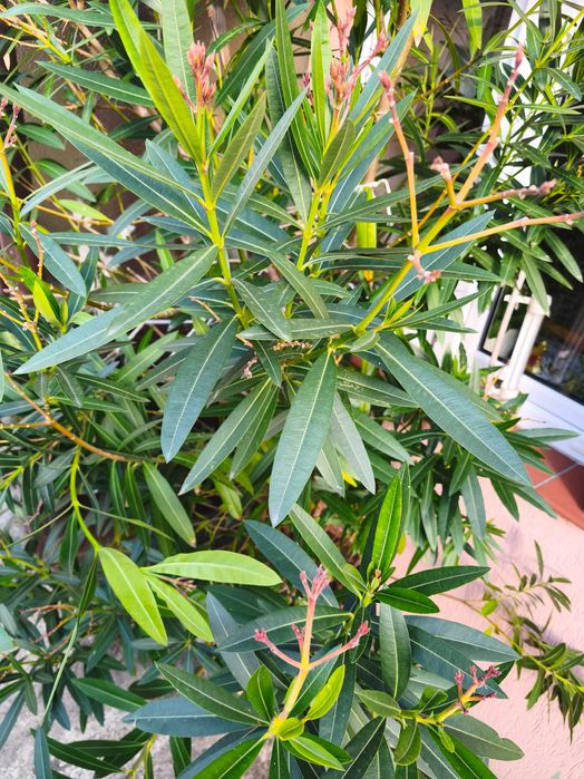Oleander 3,5 metra