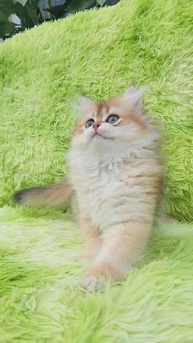 Шотландське кошеня золота шиншила